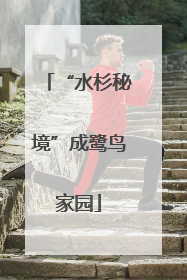 “水杉秘境”成鹭鸟家园