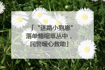 “迷路小狍崽”落单蜷缩草丛中，民警暖心救助