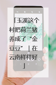 玉溪这个村把荷兰猪养成了“金豆豆”｜在云南样样好