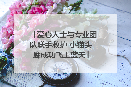 爱心人士与专业团队联手救护 小猫头鹰成功飞上蓝天