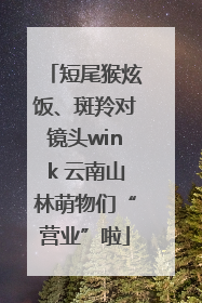 短尾猴炫饭、斑羚对镜头wink 云南山林萌物们“营业”啦