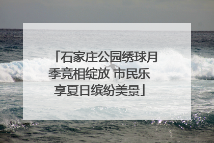 石家庄公园绣球月季竞相绽放 市民乐享夏日缤纷美景