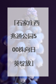 石家庄西兆通公园500株向日葵绽放
