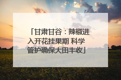 甘肃甘谷：辣椒进入开花挂果期 科学管护确保大田丰收