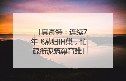 真奇特：连续7年飞燕归旧巢，忙碌衔泥筑巢育雏