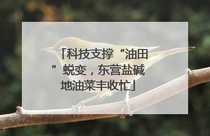 科技支撑“油田”蜕变，东营盐碱地油菜丰收忙