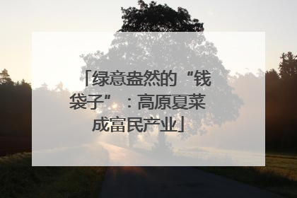 绿意盎然的“钱袋子”：高原夏菜成富民产业