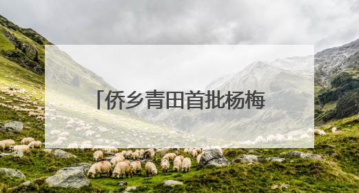 侨乡青田首批杨梅启程新加坡 保鲜提质售出“金果果”