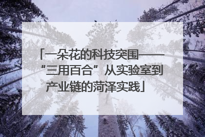 一朵花的科技突围——“三用百合”从实验室到产业链的菏泽实践