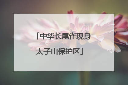 中华长尾雀现身太子山保护区