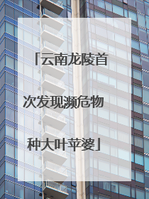 云南龙陵首次发现濒危物种大叶苹婆