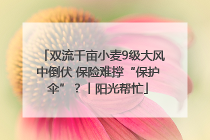 双流千亩小麦9级大风中倒伏 保险难撑“保护伞”？丨阳光帮忙