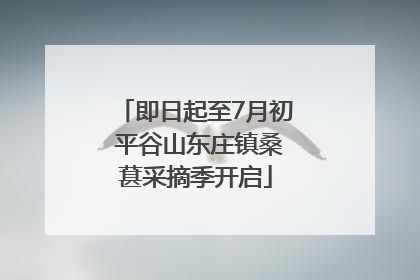 即日起至7月初 平谷山东庄镇桑葚采摘季开启