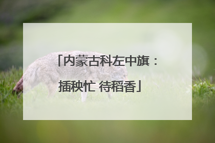 内蒙古科左中旗：插秧忙 待稻香
