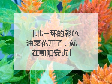 北三环的彩色油菜花开了，就在朝阳安贞