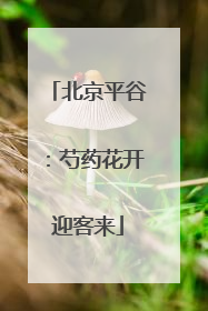 北京平谷：芍药花开迎客来