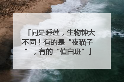 同是睡莲，生物钟大不同！有的是“夜猫子”，有的“值白班”