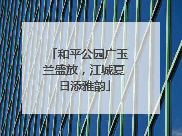 和平公园广玉兰盛放，江城夏日添雅韵