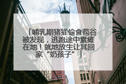 哺乳期猪獾偷食苞谷被发现，逃跑途中累瘫在地！就地放生让其回家“奶孩子”
