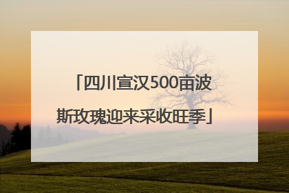 四川宣汉500亩波斯玫瑰迎来采收旺季