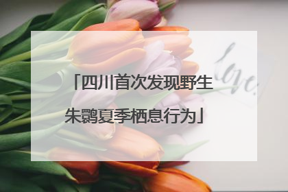 四川首次发现野生朱鹮夏季栖息行为