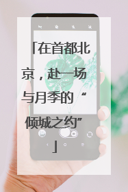 在首都北京，赴一场与月季的“倾城之约”