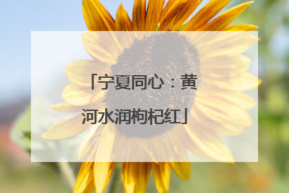 宁夏同心：黄河水润枸杞红
