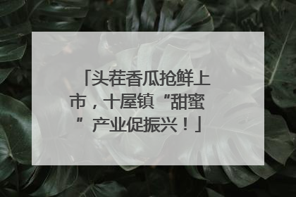 头茬香瓜抢鲜上市，十屋镇“甜蜜”产业促振兴！