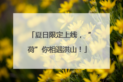 夏日限定上线，“荷”你相遇洪山！