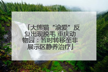 大熊猫“渝爱”反复出现脱毛 重庆动物园：暂时转移至非展示区静养治疗