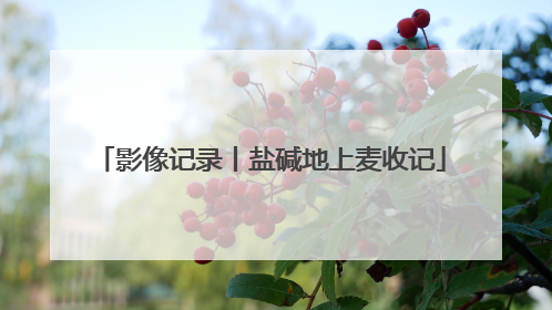影像记录丨盐碱地上麦收记