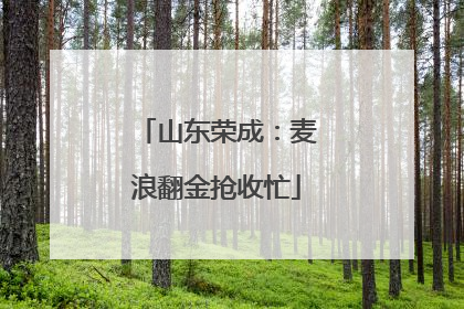 山东荣成：麦浪翻金抢收忙