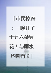 市民惊讶：一晚开了十五六朵昙花！与雨水均衡有关
