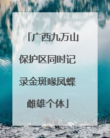 广西九万山保护区同时记录金斑喙凤蝶雌雄个体