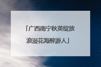 广西南宁秋英绽放 浪漫花海醉游人