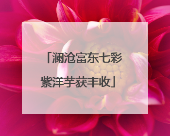 澜沧富东七彩紫洋芋获丰收