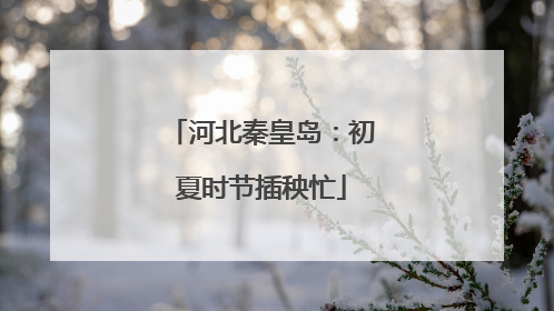 河北秦皇岛：初夏时节插秧忙