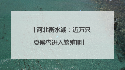 河北衡水湖：近万只夏候鸟进入繁殖期