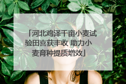 河北鸡泽千亩小麦试验田喜获丰收 助力小麦育种提质增效