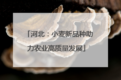 河北：小麦新品种助力农业高质量发展