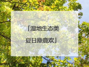 湿地生态美 夏日麋鹿欢