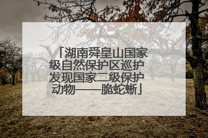 湖南舜皇山国家级自然保护区巡护发现国家二级保护动物——脆蛇蜥