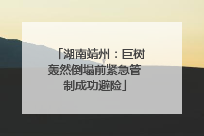 湖南靖州：巨树轰然倒塌前紧急管制成功避险