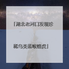 湖北老河口发现珍稀鸟类蓝喉蜂虎