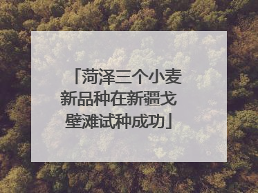 菏泽三个小麦新品种在新疆戈壁滩试种成功