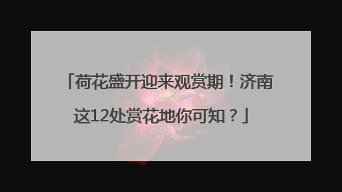荷花盛开迎来观赏期！济南这12处赏花地你可知？