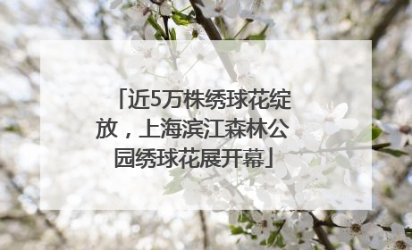近5万株绣球花绽放，上海滨江森林公园绣球花展开幕
