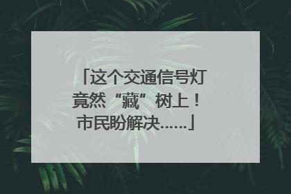 这个交通信号灯竟然“藏”树上！市民盼解决……