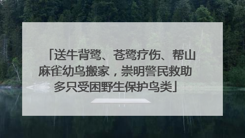 送牛背鹭、苍鹭疗伤、帮山麻雀幼鸟搬家，崇明警民救助多只受困野生保护鸟类