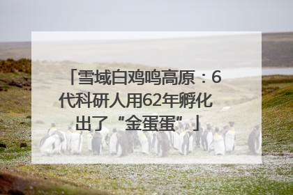 雪域白鸡鸣高原：6代科研人用62年孵化出了“金蛋蛋”